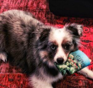 Brew Dog Roxy